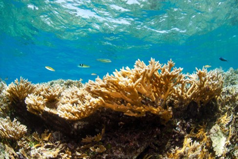 Increasing Marine Protection for Coral Reefs